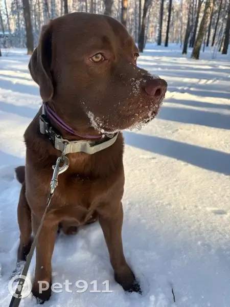 Пропала собака, Свободный проспект, Красноярск - молодой лабрадор с серым ошейником - photo