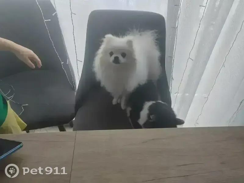 Пропал собака, Муксиново, Башкортостан - белый шпиц, немного косятся глазки - photo