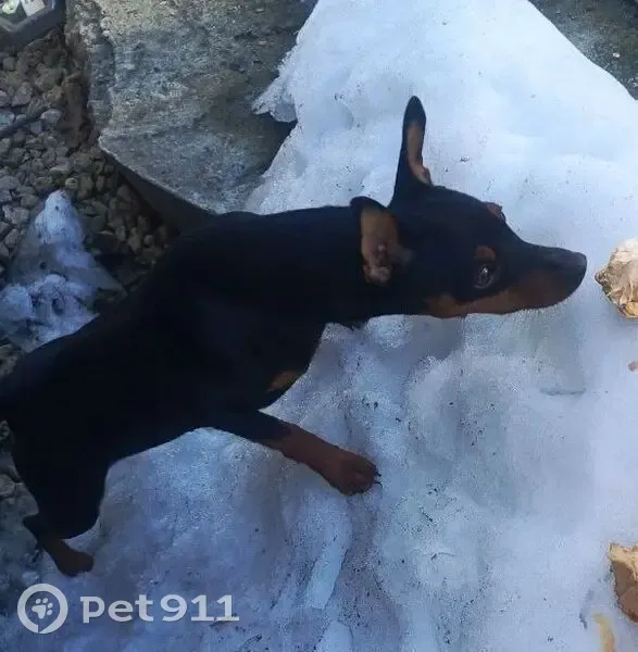 Пропала собака, Казаки, Елец - девочка Цвергпинчер - photo