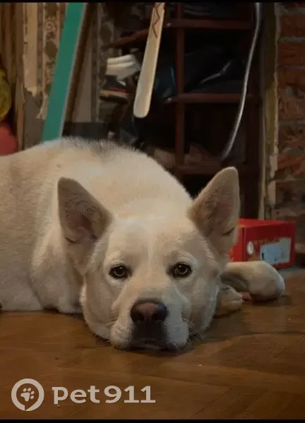 Пропал собака, улица Левитана, 8, Казань - белый с серыми подпалинами - photo