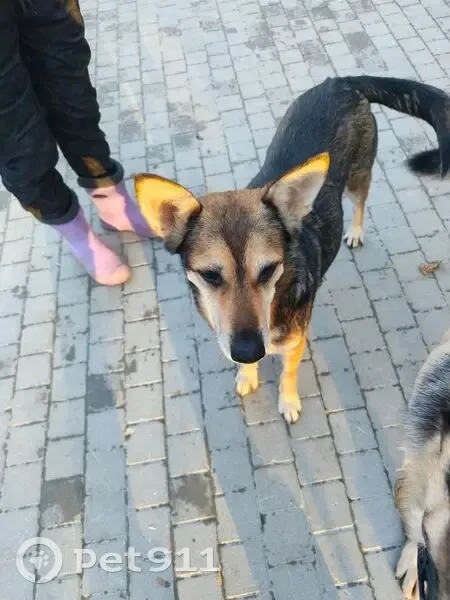 Найдена собака, 12-я Парковая улица, 13, Москва - ласковая девочка - photo