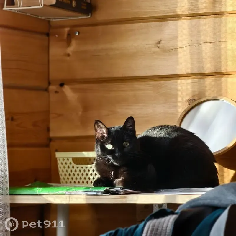 Пропала кошка, Плишкино, Иркутская область - черная с белыми пятнами - photo