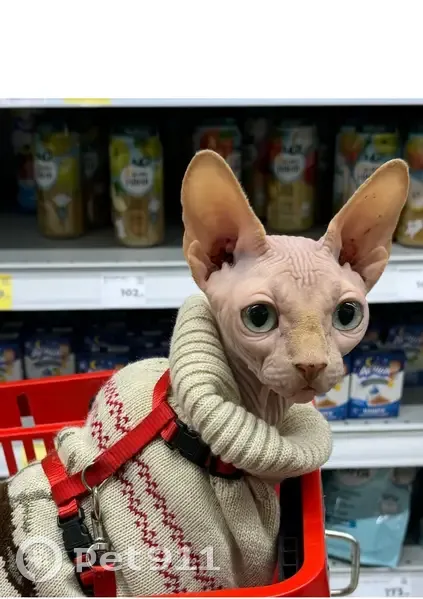 Пропал кот, улица Академика Пустовойта, 6, Краснодар - Сфинкс с шрамом на животике - photo