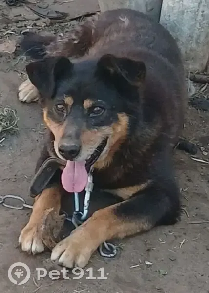 Пропал собака, 1-я Забелицкая улица, 35, Ярославль - был в ошейнике с поводком - photo