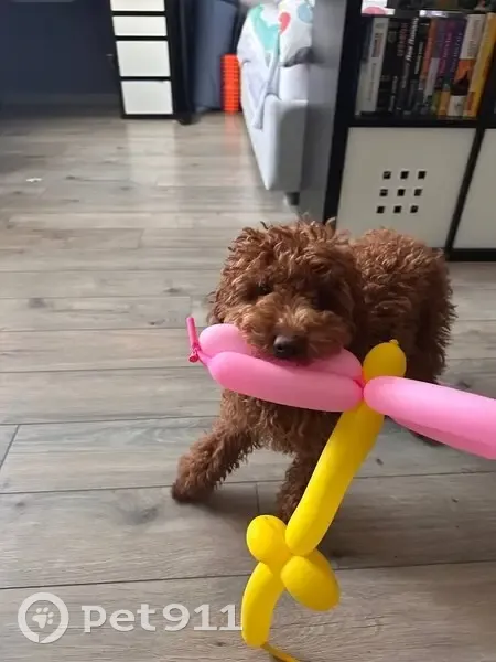 Пропала собака, Успенская улица, 8, Красногорск - миниатюрный пудель - photo