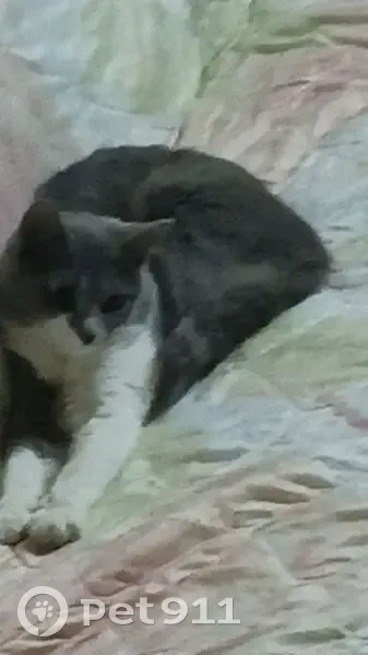 Пропала кошка, Мамадыш, Татарстан - серая и пушистая - photo