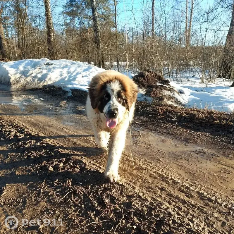 Пропала собака, 18, Тимошево - девочка Московская сторожевая 5 месяцев - photo