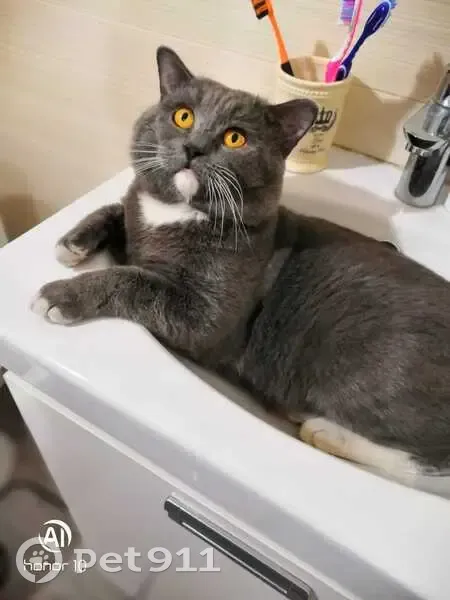 Пропал кот, 4-я Чередовая улица, 12, Омск - серый с белым и раненым ушком - photo