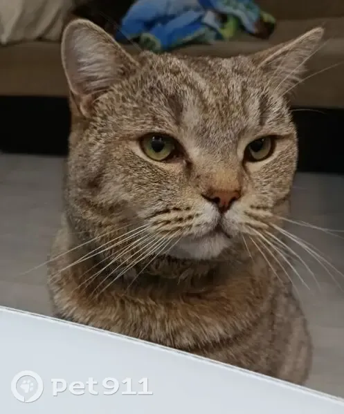 Пропала кошка, мужской пол, Горный переулок, Димитровград - крупненький, зелёный ошейник - photo