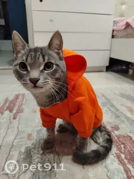 Пропал кот, улица Кочетова, 94, Кызыл - в оранжевой одежде - photo