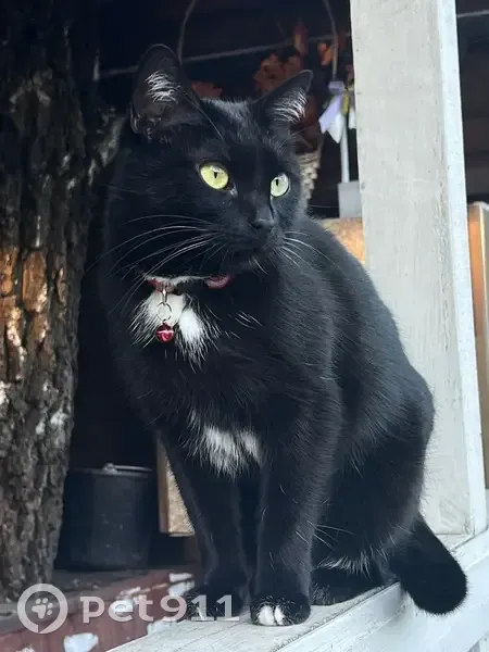 Пропал кот, Судостроительная улица, 14/16, Москва - черный с белой грудкой - photo