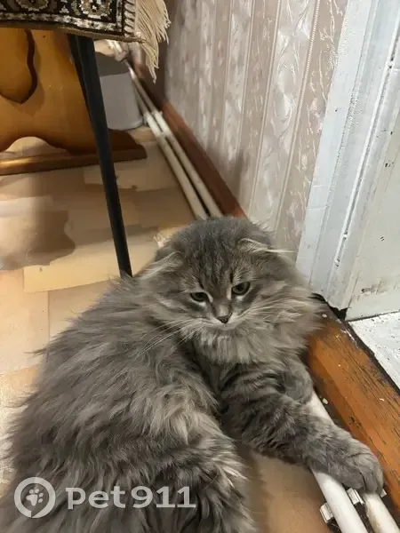 Пропал кот, Приютово, Башкортостан - серый, пушистый с вислоухими ушами - photo