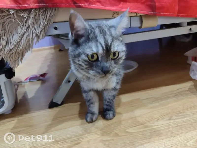 Пропал кот, Тверская улица, 55А, Ижевск - серый в полоску, пугливый - photo