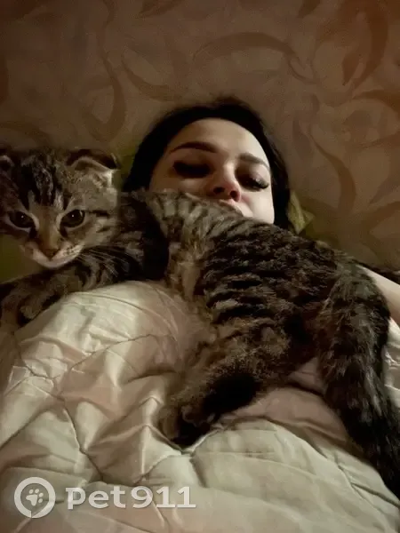 Пропала кошка, улица Сергея Лазо, 12/2, Томск - котенок 6 месяцев - photo