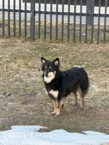 Пропала собака, женский пол, Святоозёрская улица, 14, Москва - окрас черный с бежевой грудкой - photo