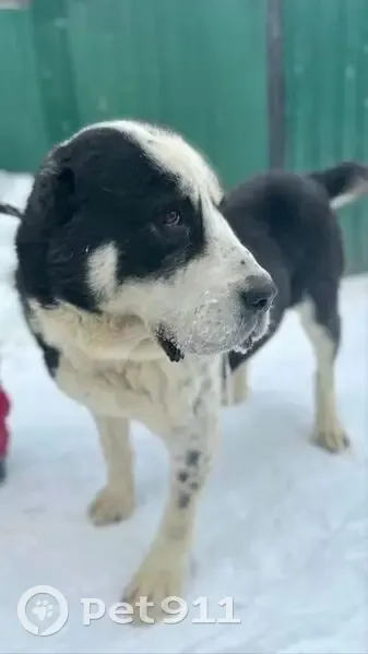 Пропал алабай, Светлановская улица, 50, Новосибирск - черно-белый, неагрессивный - photo