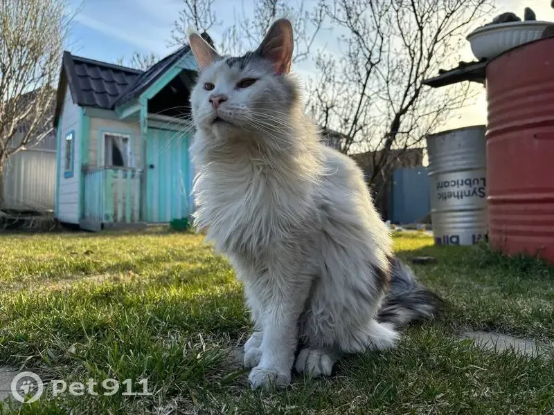 Пропал кот, Восточная улица, 79, Тюмень - белый с черными пятнами - photo