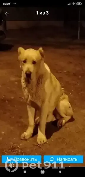 Пропал собака, мужской, Зеленоградский переулок, Волгоград - алабай Арчи с рыжими пятнами - photo