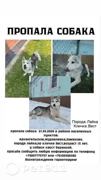 Пропал собака, Хомяково, Тульская область - хвост крючком, без ошейника - photo