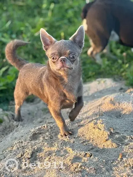 Пропал собака, проспект Большевиков, 63 к2, Санкт-Петербург - без шлейки и ошейника - photo