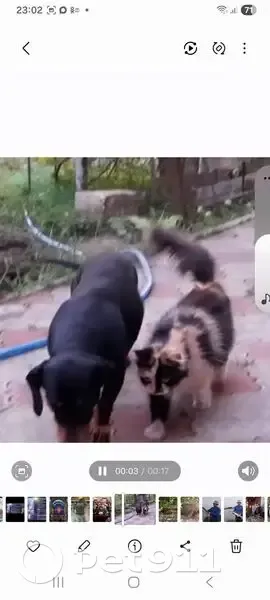 Пропала кошка, Изобильный, Ставропольский край - коричневая, белая, жёлтая - photo