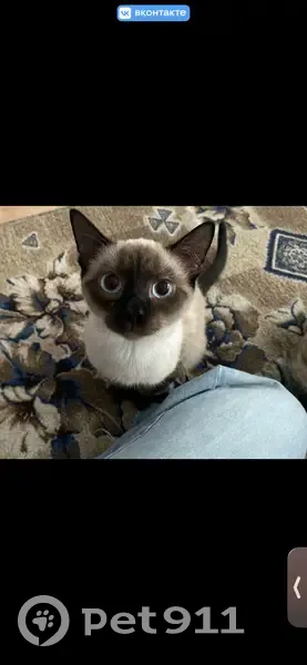 Пропал кот, Школьная улица, 7, Лобва - сиамский с голубыми глазами - photo