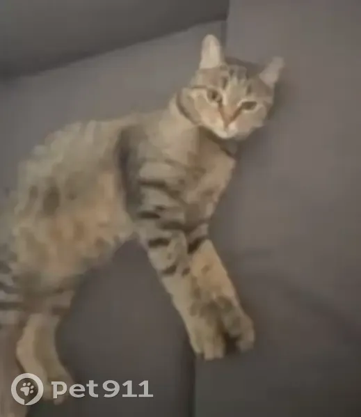 Пропал кот, переулок Чкалова, 34, Ставрополь - очень ласковый, около 5 кг - photo