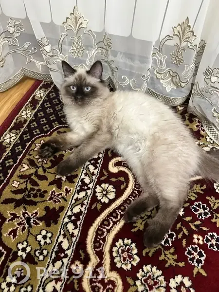 Пропал кот, проспект Насрутдинова, 65Г, Махачкала - photo