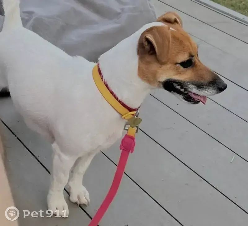 Пропала собака, Бутырская улица, 86А с2, Москва - девочка породы Джек Рассел - photo