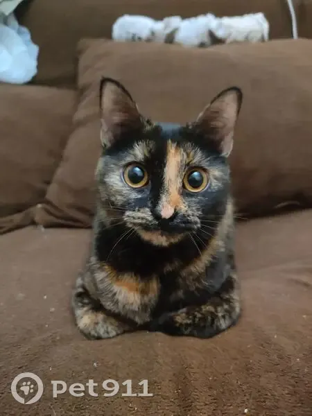 Пропала кошка, бульвар Клары Лучко, Краснодар - рыже-черная - photo