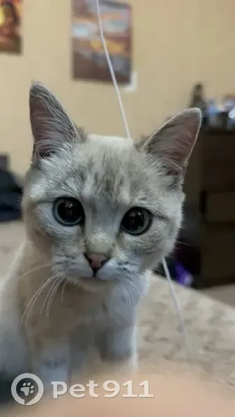 Пропала кошка, улица Тухачевского, 19/2, Ставрополь - photo