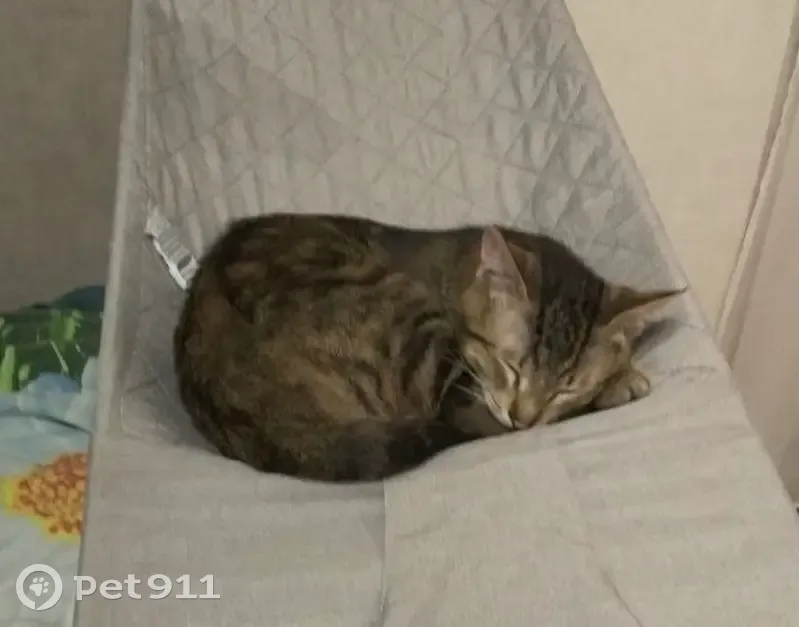 Пропал кот, Берёзовая улица, 10, Видное - выбежал из переноски - photo