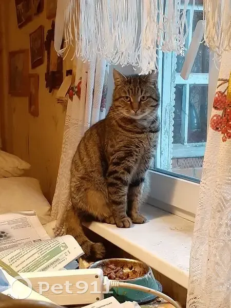 Пропал кот, Заречная улица, Кондрово - полосатый, фиолетовый ошейник - photo