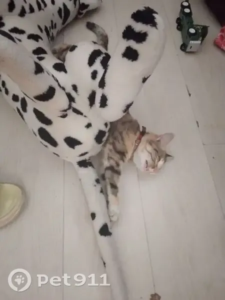 Пропала кошка, улица Флюкова, 78, Иркутск - трёхцветная с красным ошейником - photo