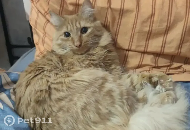 Пропал кот, 90/1, Иркутск - рыжий пушистый, ласковый - photo