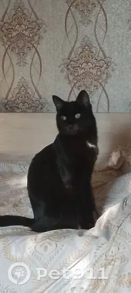 Пропал кот, улица Шакурова, 8, Омск - чёрный с белым пятном на груди - photo
