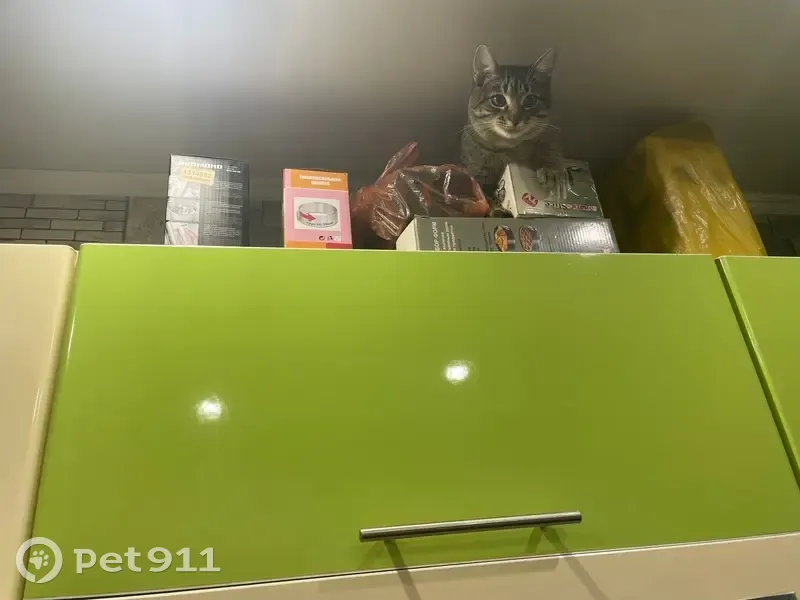 Пропал кот, 1-й Мстихинский переулок, Мстихино - серый, ушел утром гулять - photo