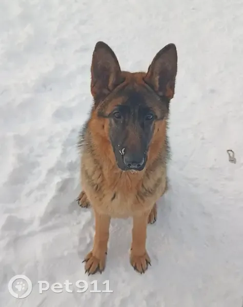 Пропала собака, Садовая улица, Старые Какси, Ныша - немецкая овчарка, 10 месяцев - photo