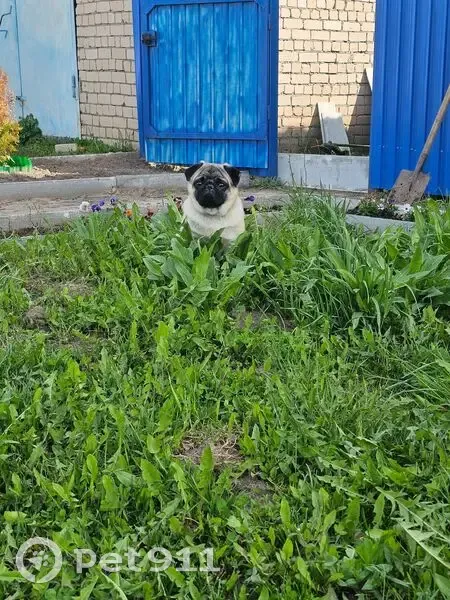 Пропала собака, Ново-Полянская улица, 10, Кострома - бежево-чёрный, добрый - photo