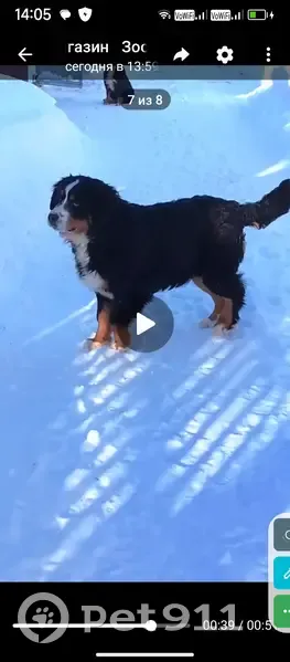 Пропала собака, улица Плющиха, 43-47, Москва - черная с белым, породы Бернский Зенненхунд - photo