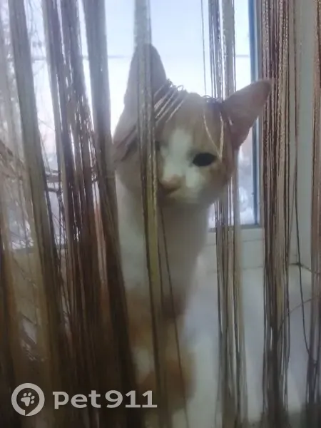 Пропала кошка, Кыштым, Челябинская область - темный ошейник со стразами - photo