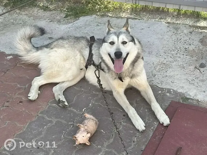 Пропал собака, Октябрьская улица, 2Г, Ханты-Мансийск - смесь лайки и хаски - photo