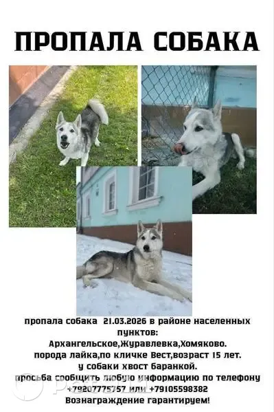 Пропала собака мужского пола, порода лайка, Тула - photo