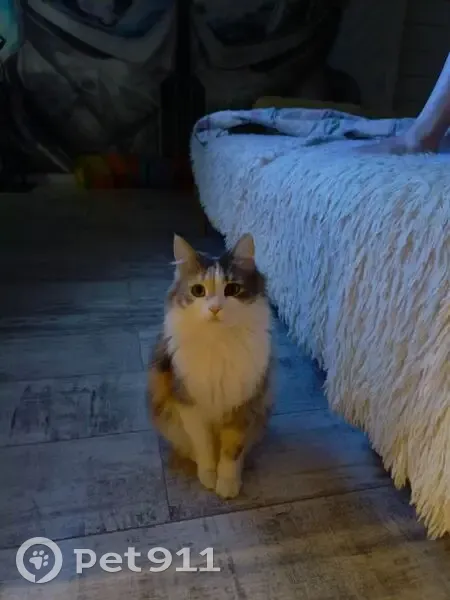 Пропала кошка, улица Дружбы, Волжск - трёхцветная с белой грудкой - photo