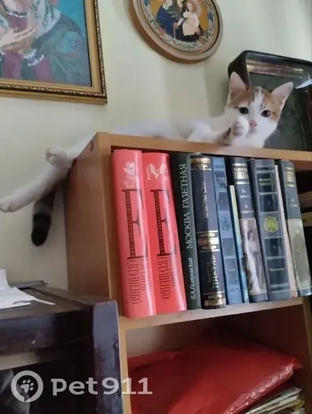 Пропала кошка, 3, городское поселение Углич, Углич - черепаховая с бежевым ошейником - photo