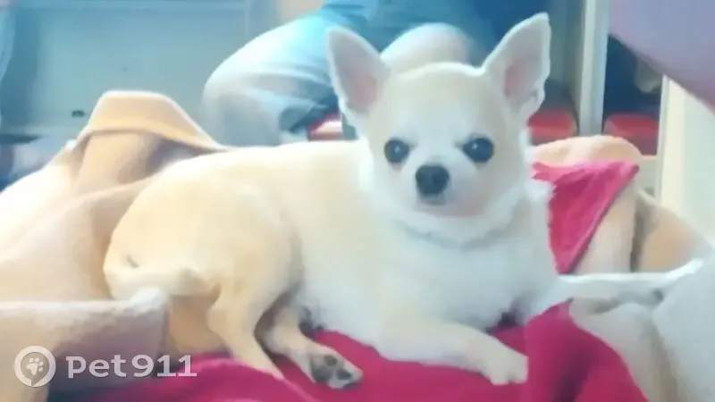 Пропала собака, Ленинский проспект, Санкт-Петербург - возрастная, плохо видит и слышит - photo