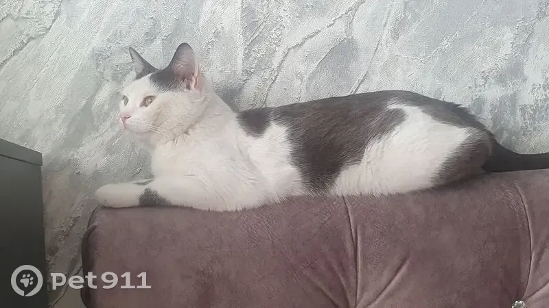 Пропал кот, улица Родимцева, 5, Оренбург - белый с серыми пятнами - photo