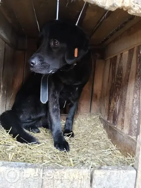 Пропал кобель собаки, Запрудная улица, Сухобузимское - фенотип лабрадора - photo