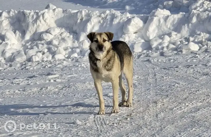 Пропал собака, ул. Полевая-15а, Пенза - отзывается на кличку Пэт - photo