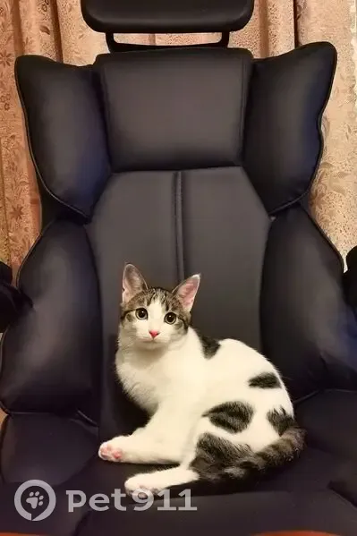 Пропала кошка, женский пол, улица Веденяпина, 7, Нижний Новгород - бело-серо-черная, пугливая - photo